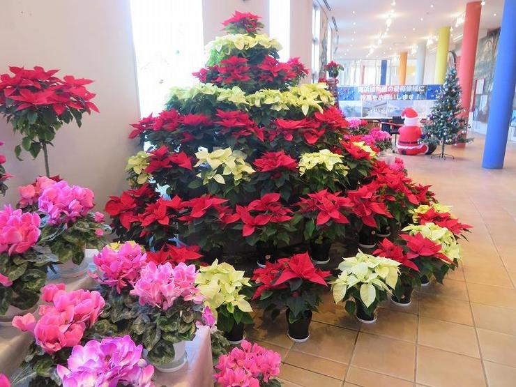 クリスマスフェア19即売会を実施します イベント 体験 氷見海浜植物園 富山県 晴れの日も 雨の日も 雪の日も 遊べる展示庭園 クリスマスフェア19即売会を実施します イベント 体験 氷見海浜植物園 富山県 晴れの日も 雨の日も 雪の日も 遊べる展示庭園