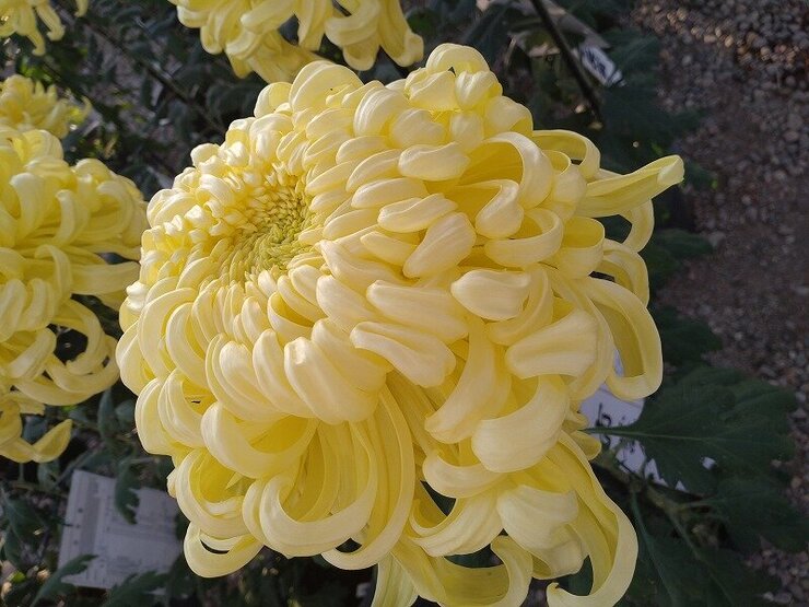 第３４回　氷見市菊花大会