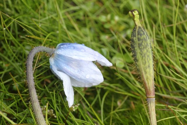 青いケシの仲間（ケシ科メコノプシス属） Meconopsis sp._mini.JPG