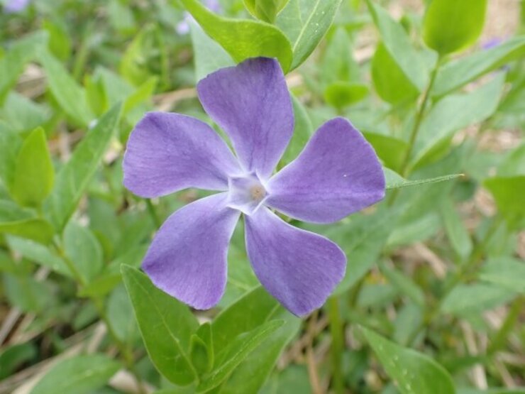 ツルニチニチソウ（Vinca major）