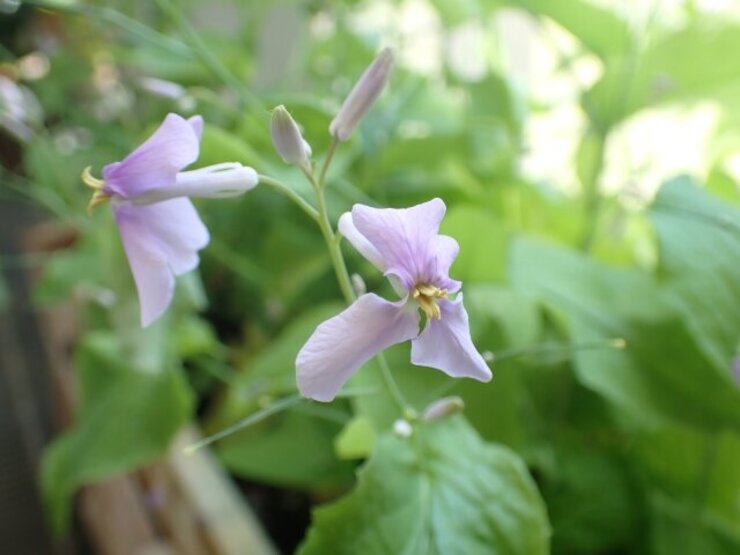 ショカツサイ（Orychophragmus violaceus）