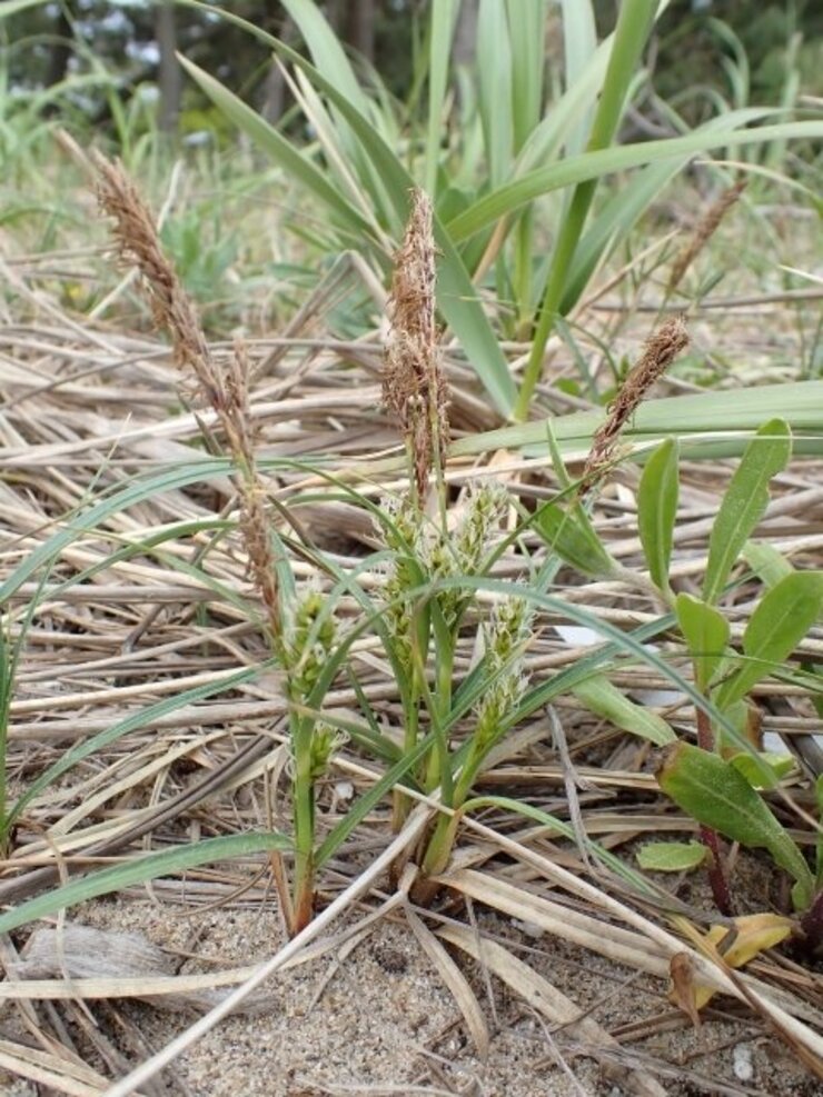 コウボウシバ（Carex pumila）