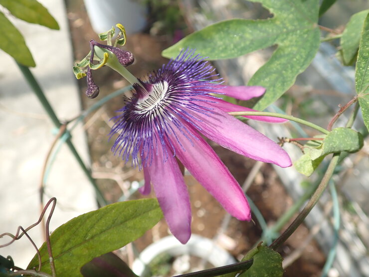 サオトメトケイソウ（Passiflora×violacea）