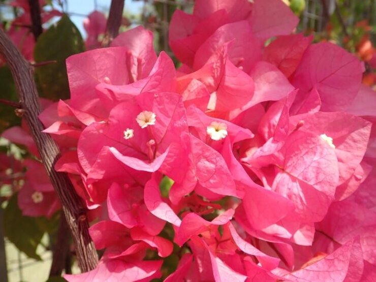 ブーゲンビリア（Bougainvillea spectabilis）