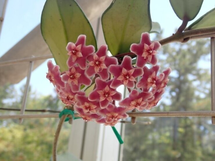 サクラランの仲間（Hoya spp.）