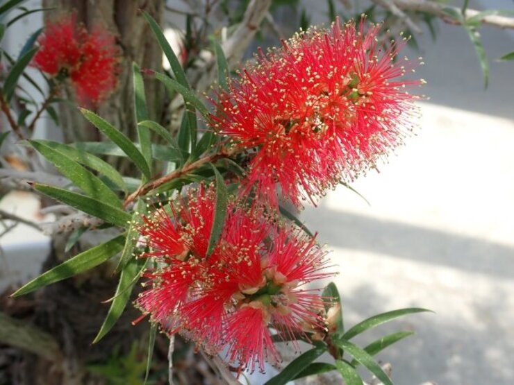 ブラシノキ（Callistemon speciosus）