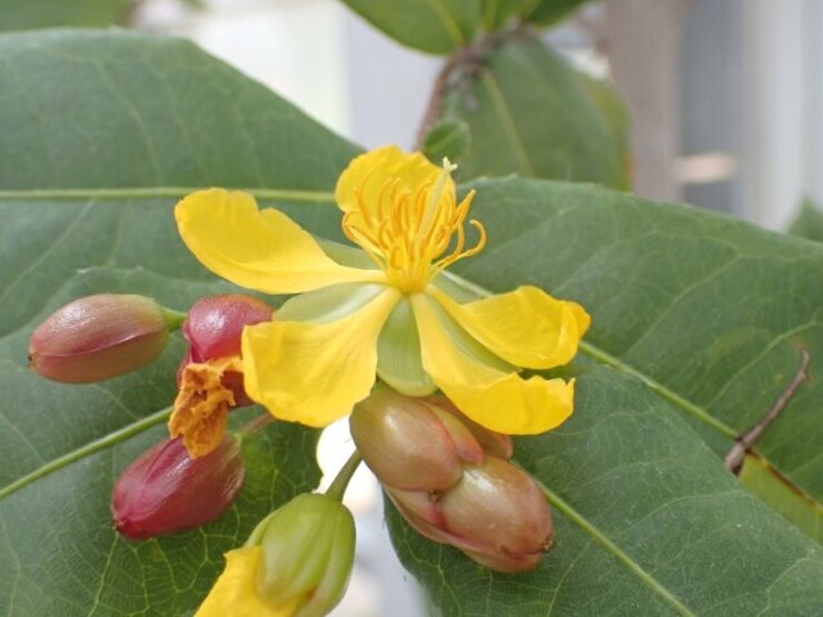 ミッキーマウスノキ（Ochna serrulata）