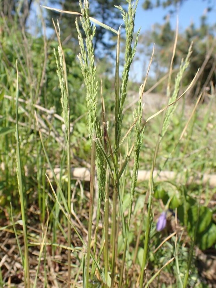 タマオオスズメノカタビラ（Poa trivialis subsp. sylvicola）