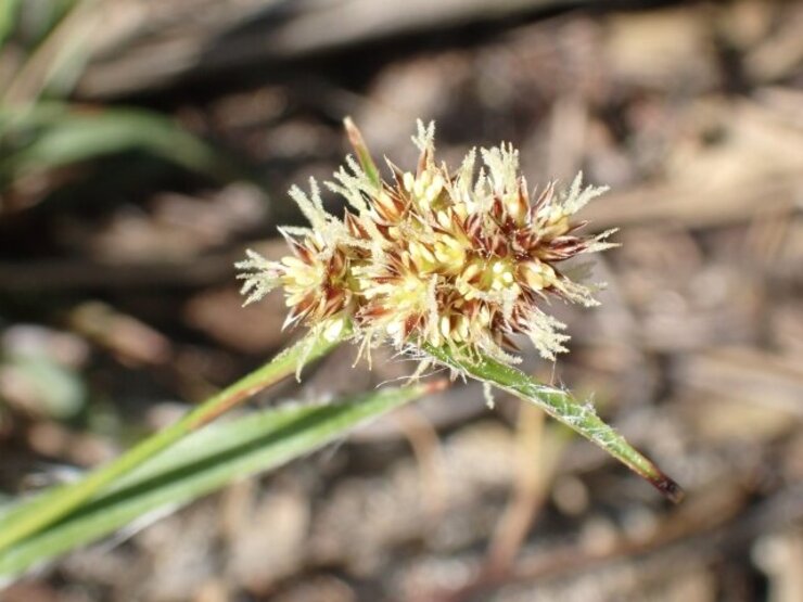 スズメノヤリ（Luzula capitata）