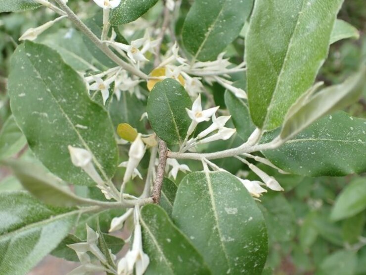 マルバアキグミ（Elaeagnus umbellata var. rotundifolia）