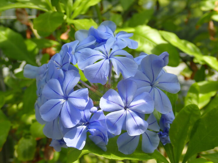 ルリマツリ（Plumbago auriculata）