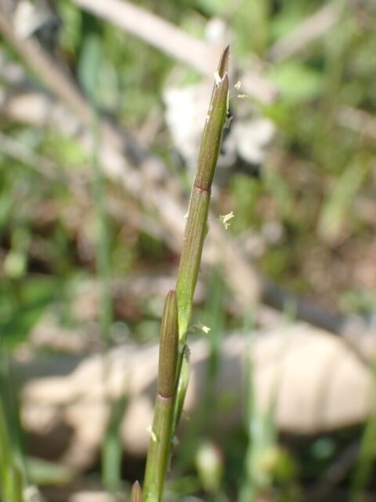 ボウムギ（Lolium rigidum）