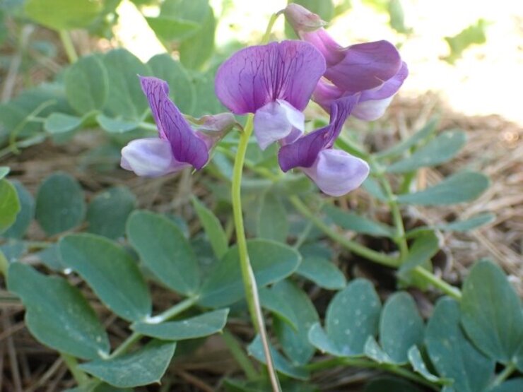 ハマエンドウ（Lathyrus japonicus） 