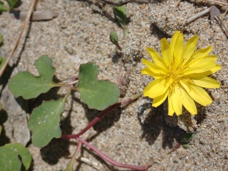 ハマニガナ（Ixeris repens）