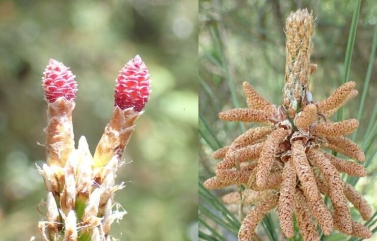 クロマツ（Pinus thunbergii）