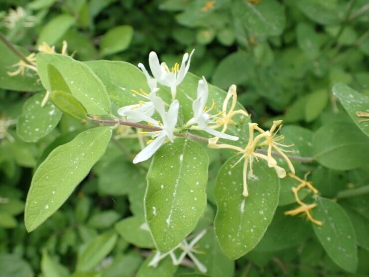 キンギンボク（Lonicera morrowii）