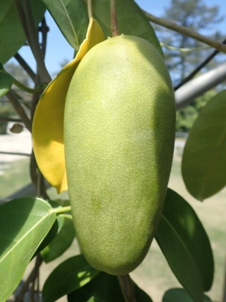 マダガスカルジャスミン（Stephanotis floribunda）