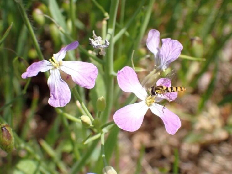 ハマダイコン（Raphanus sativus var. hortensis f. raphanistroides）