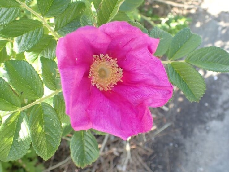 ハマナシ（Rosa rugosa）