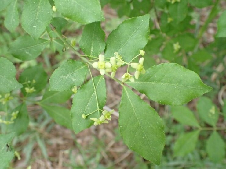 コマユミ（Euonymus alatus var. alatus f. striatus）