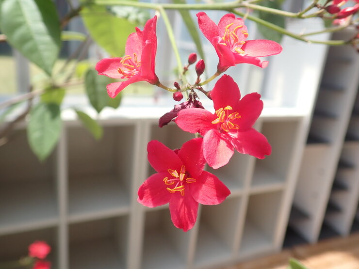 テイキンザクラ（Jatropha integerrima）