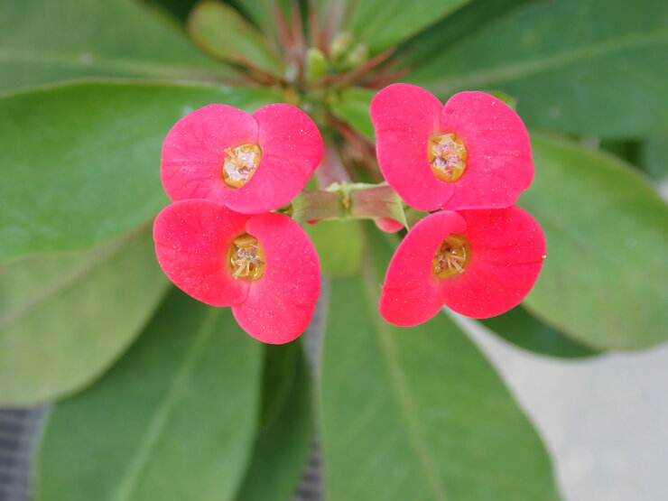 トゲナシキリン（Euphorbia geroldii）