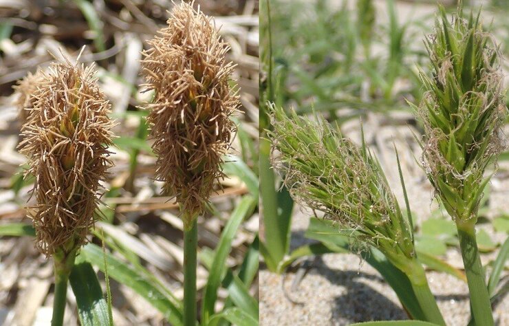 コウボウムギ（Carex kobomugi）