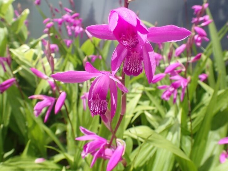 シラン（Bletilla striata）