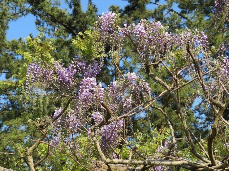 フジ（ふれあい花壇で開花中）