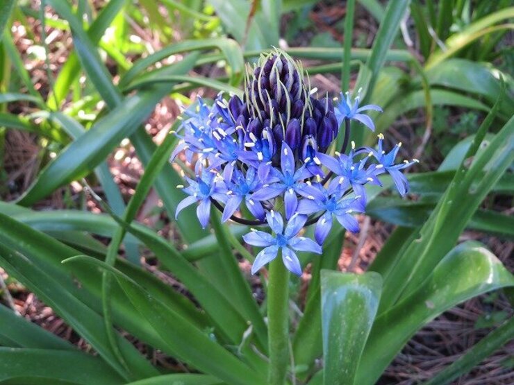 オオツルボ（ふれあい花壇で開花中）