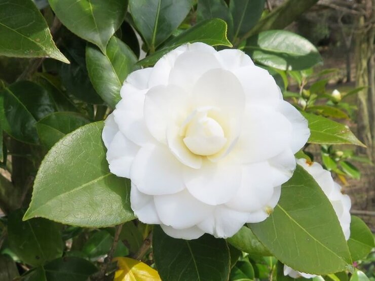 ツバキ（ヤブツバキの園芸品種）ーふれあい園にてー