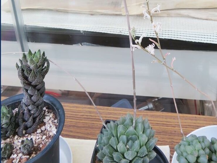 ハオルチア～企画展　身近な多肉植物展より～