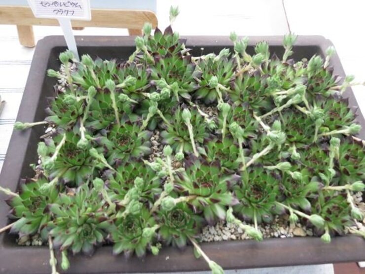 センペルビウム（クラクフ）～企画展、身近な多肉植物展より～