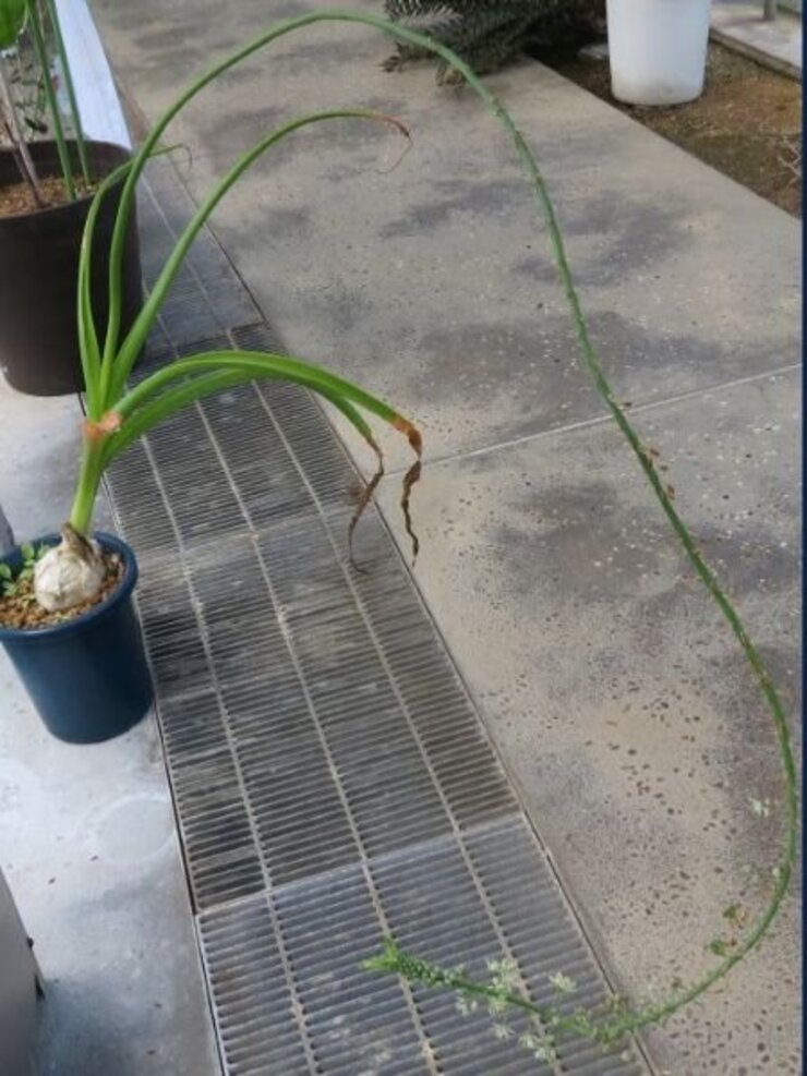 シー・オニオン(海の玉ねぎ）