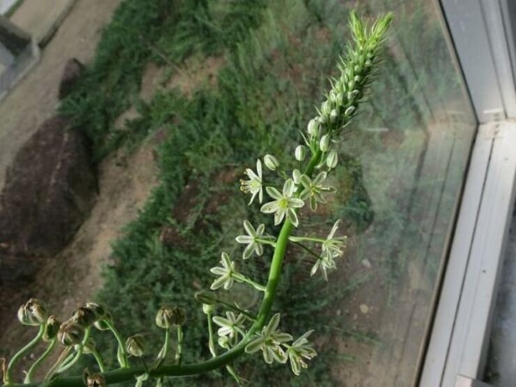 シー・オニオン(海の玉ねぎ）