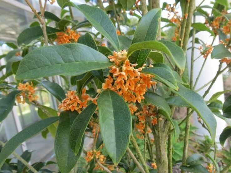 キンモクセイ(中庭にて）