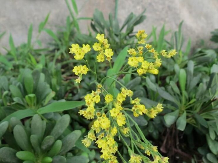 ウコンイソマツ