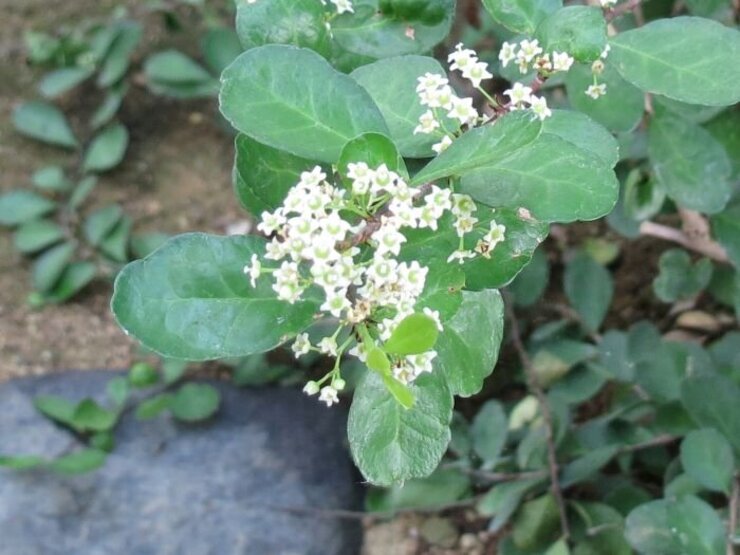 ハリツルマサキ