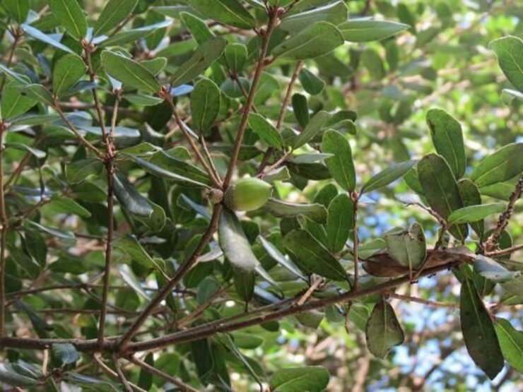 ウバメガシ（海浜散策路にて）