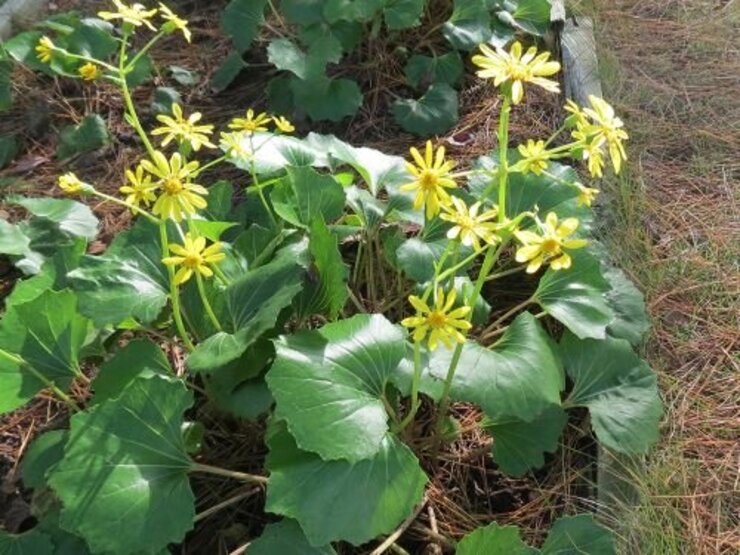 ツワブキ（ふれあい園にて）