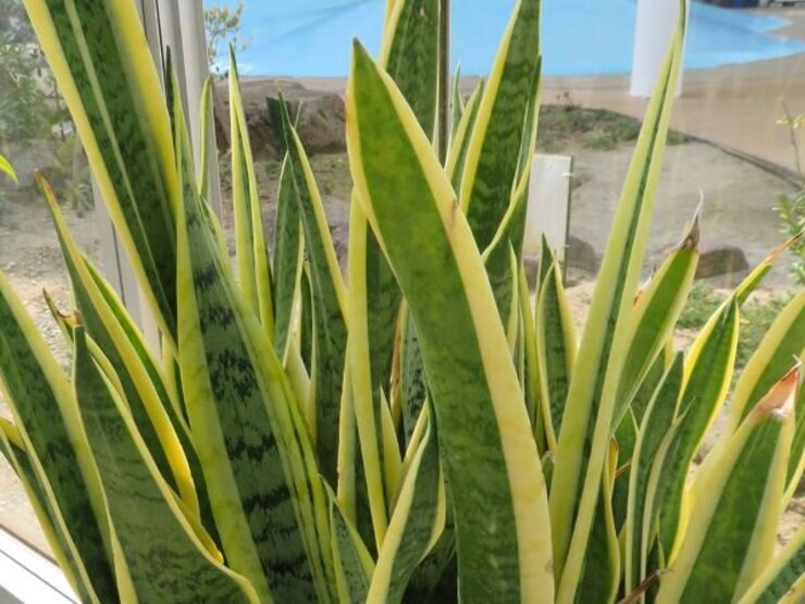 サンセベリア（葉）