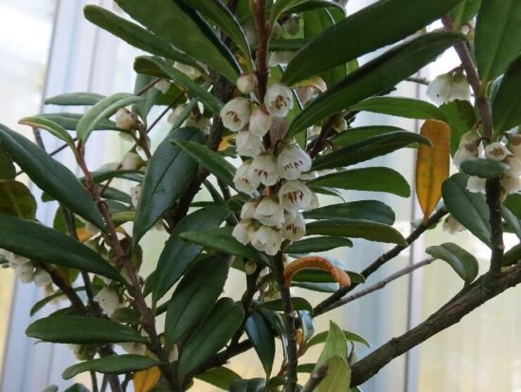 ハマヒサカキ（中庭にて）