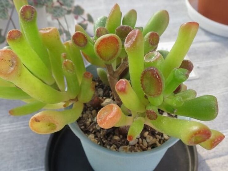 ゴーラム（葉）