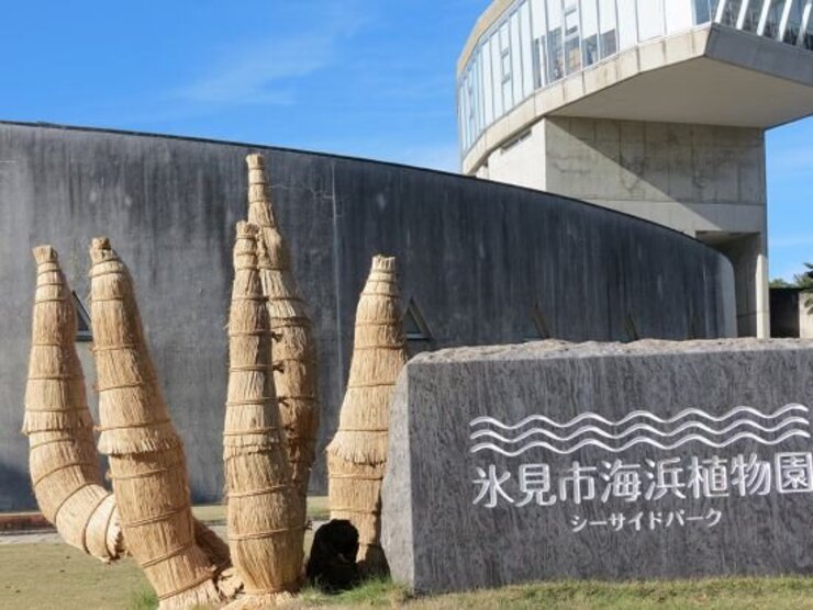 ソテツ（植物園入口）