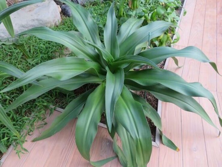 ハマユウ（ハマオモト）葉