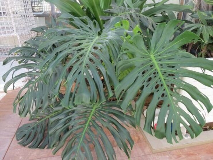 モンステラ（葉）