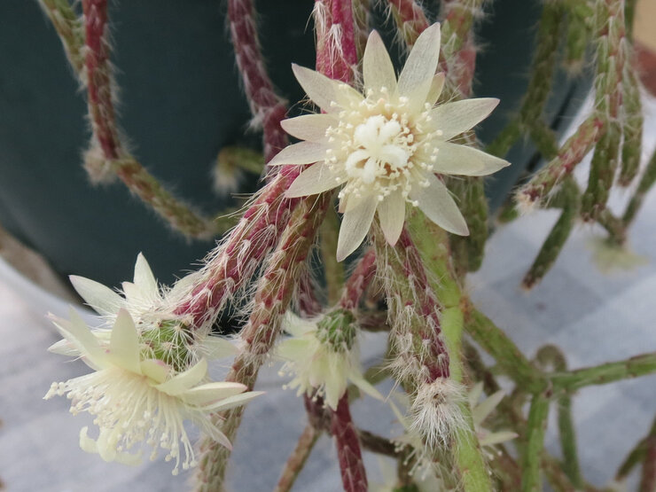 リプサリス・ピロカルパ