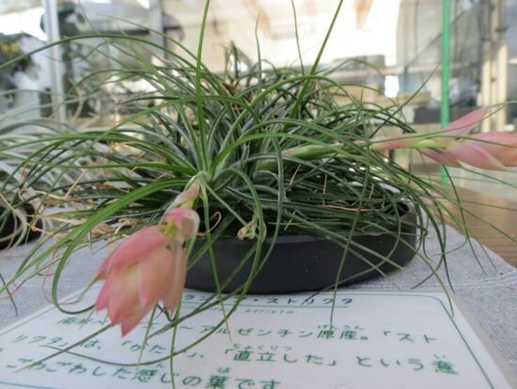 チランジア・ストリクタ（花苞）