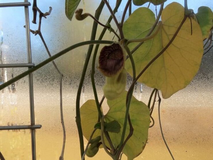 リュウキュウウマノスズクサ（花とつぼみ）