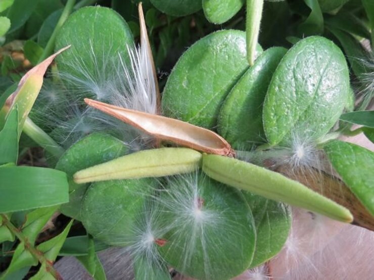 ヒメイヨカズラ（実と種）